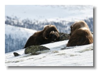 Musk Ox_ANL_8457